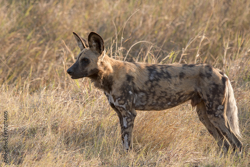 wild dog in bwa