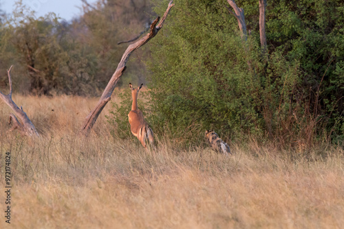 wild dog in bwa photo