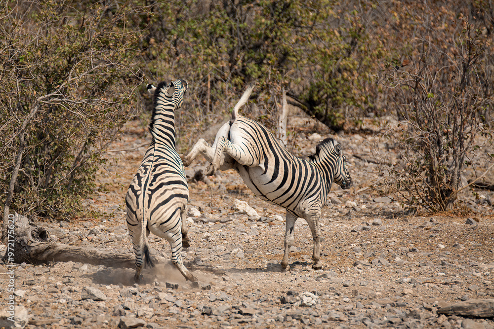 Obraz premium zebre , BWA