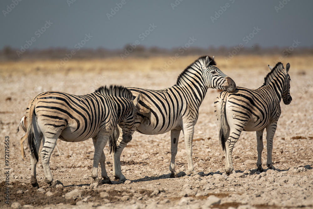 Fototapeta premium zebre , BWA