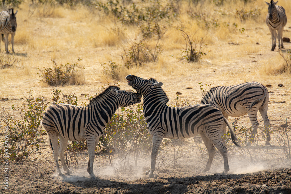 Obraz premium Zebre, BWA