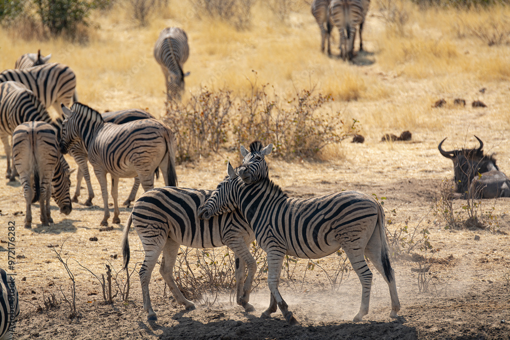 Obraz premium Zebre, BWA