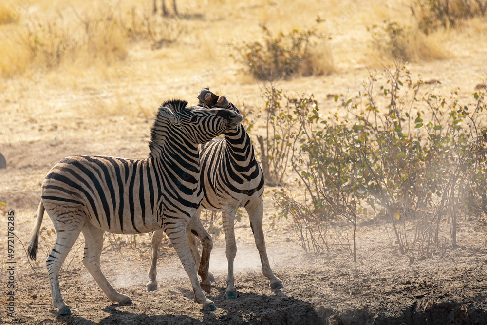 Obraz premium Zebre, BWA