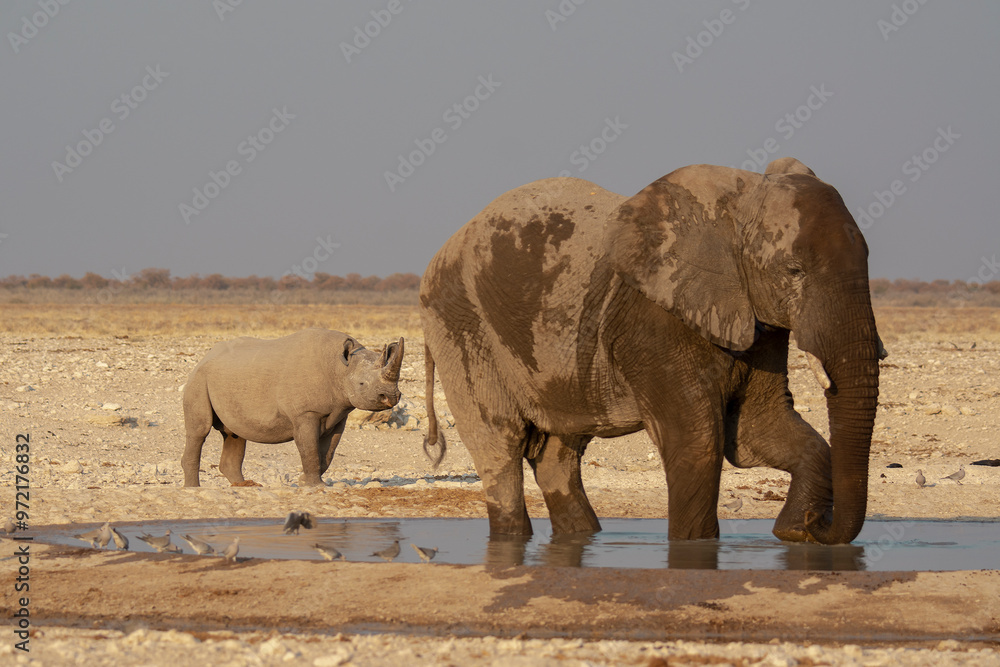 Fototapeta premium Rinoceronte in sout africa , Botswana