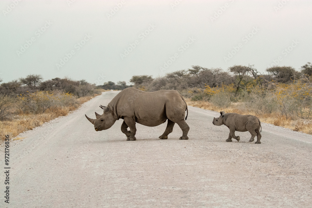 Fototapeta premium Rinoceronte in sout africa , Botswana