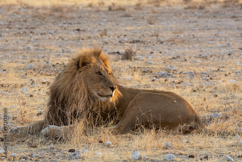 Lions in BWA photo