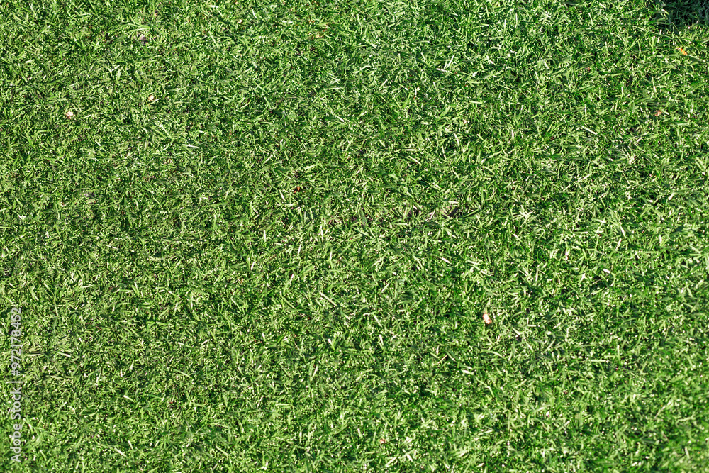 Obraz premium Green grass nature spring texture.