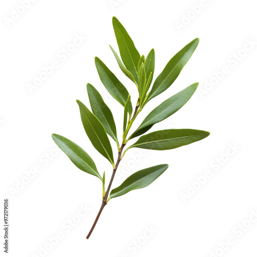 Fresh tea tree leaves with small pointed tips isolated on a transparent background