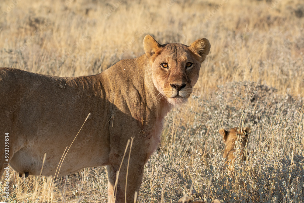 Fototapeta premium Lions in BWA