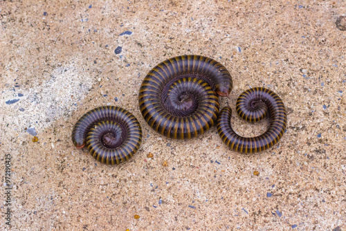 Foto Millipede,Millipedes are a group of arthropods