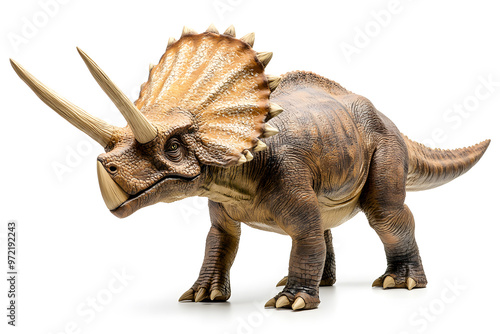 Realistic Triceratops isolated on white background photo