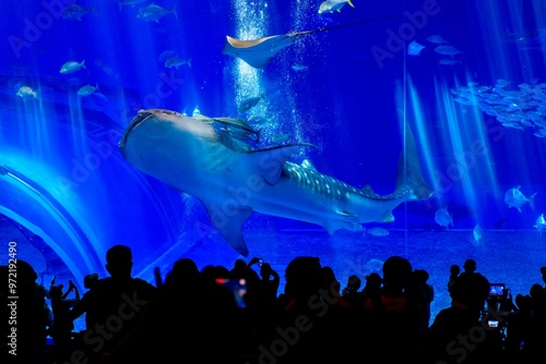 沖縄県、美ら海水族館の黒潮の海水槽を泳ぐジンベイザメ photo