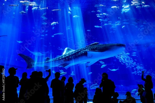 沖縄県、美ら海水族館の黒潮の海水槽を泳ぐジンベイザメ