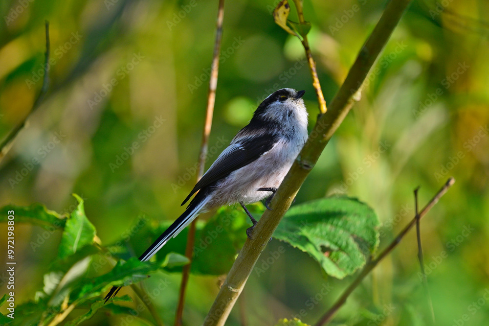 Long-tailed tit // Schwanzmeise (Aegithalos caudatus) Long-tailed tit // Schwanzmeise (Aegithalos caudatus)
