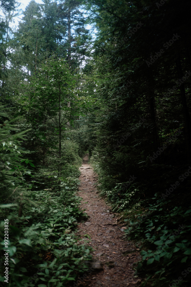 Fototapeta premium A winding dirt path through lush greenery in a tranquil forest surrounded by tall trees during daylight hours