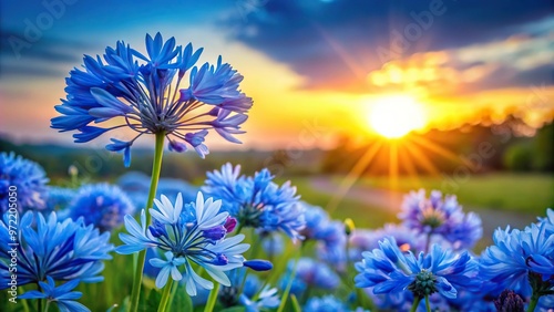 Fototapeta Naklejka Na Ścianę i Meble -  blue flowers blooming at sunset with leading lines