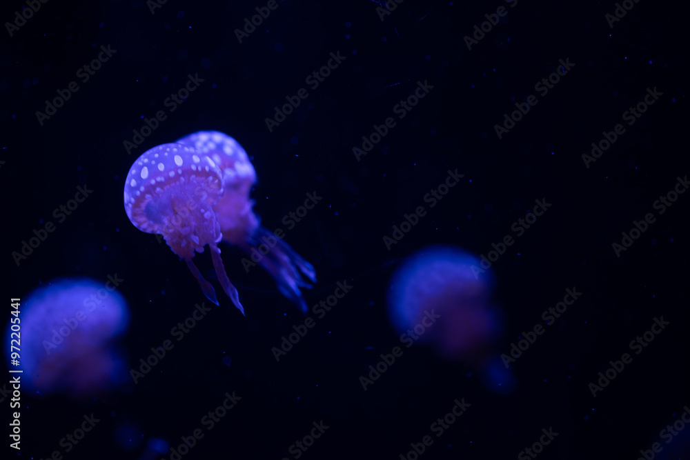 Glowing jellyfish swim gracefully in dark aquarium water at night Glowing jellyfish swim gracefully in dark aquarium water at night