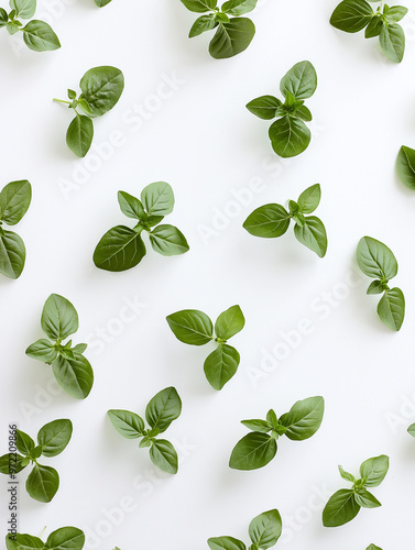 Leckerer Basilikum-Hintergrund, frische Kräuter-Textur für Werbefläche. Aromatisches grünes Blattmuster. Kulinarisches Design, Food-Marketing. Natürlich, appetitlich, detailreich