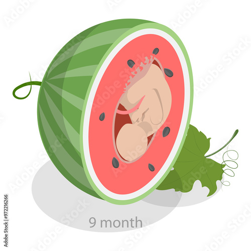 3D Isometric Flat  Illustration of Embryo Monthly Growth Stages. Item 6 photo