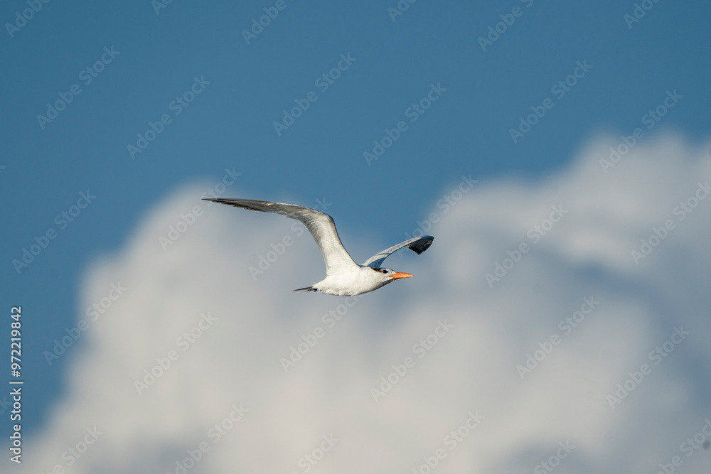 Fototapeta premium seagull in the sky