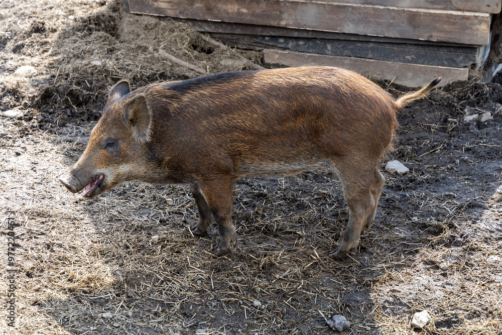 Single wild boar (Sus scrofa) piglet in enclosure Single wild boar (Sus scrofa) piglet in enclosure