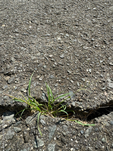 アスファルトの割れ目から生えた雑草 photo