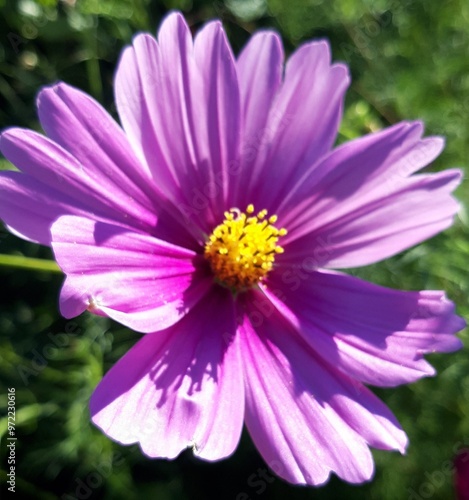 pink daisy flower