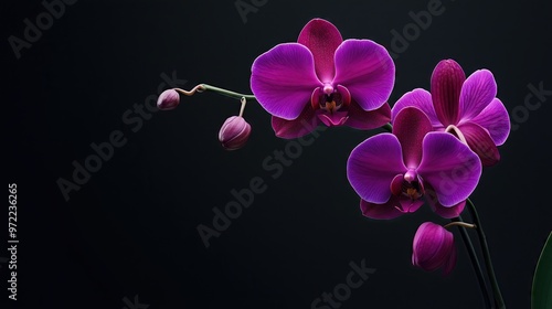 Bouquet of orchid flowers on black background