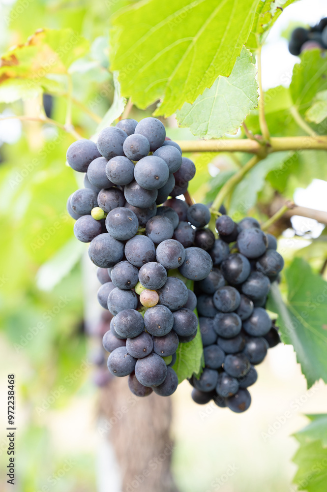 Blue grapes, Pinot Noir wine growing on vine, vineyard in Trier, Moselle Valley, Germany, landscape and agriculture, rhineland palatine Blue grapes, Pinot Noir wine growing on vine, vineyard in Trier, Moselle Valley, Germany, landscape and agriculture, rhineland palatine