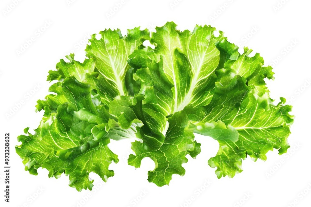 Fresh lettuce leaves on a white background Fresh lettuce leaves on a white background