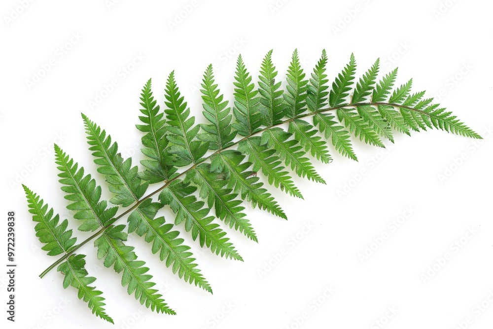 A close-up shot of a green plant placed on a white surface, ideal for use in still life or product photography A close-up shot of a green plant placed on a white surface, ideal for use in still life or product photography