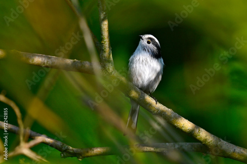 Schwanzmeise // Long-tailed tit (Aegithalos caudatus) photo