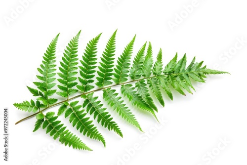 A detailed view of a single green leaf on a white background, perfect for use in designs and illustrations