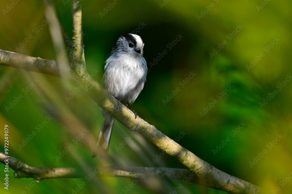 Schwanzmeise // Long-tailed tit (Aegithalos caudatus) Schwanzmeise // Long-tailed tit (Aegithalos caudatus)