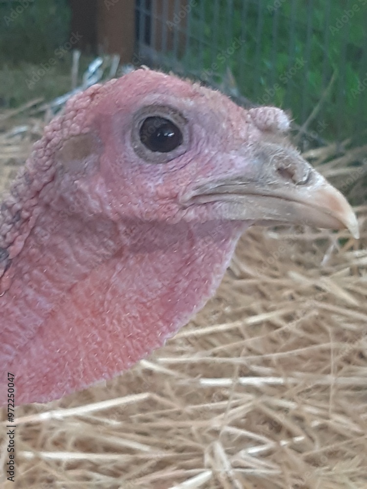 close up vulture close up vulture