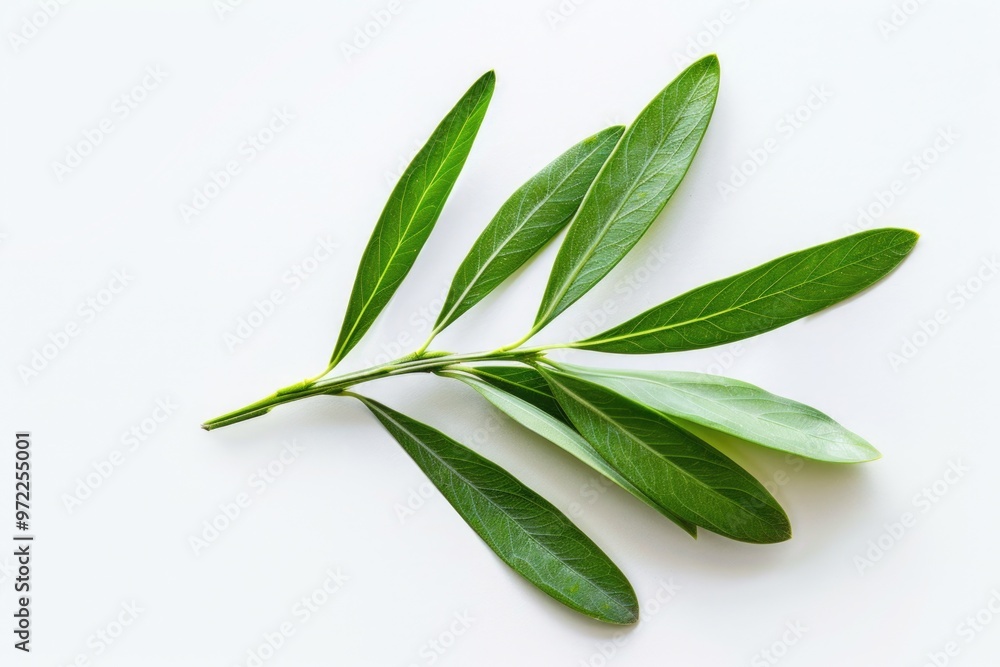 A single green leaf on a white background A single green leaf on a white background