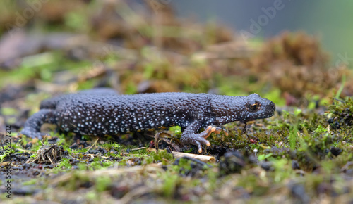 Northern crested newt (Triturus cristatus) crawls on mossy forest floor during autumn migration season