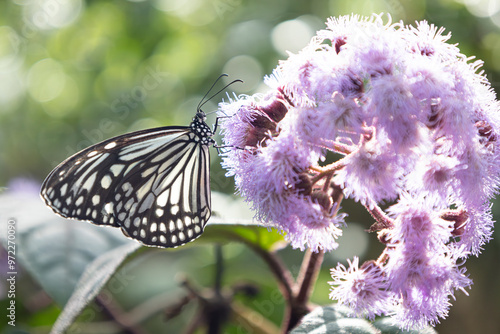 花の蜜を吸うオオゴマダラ