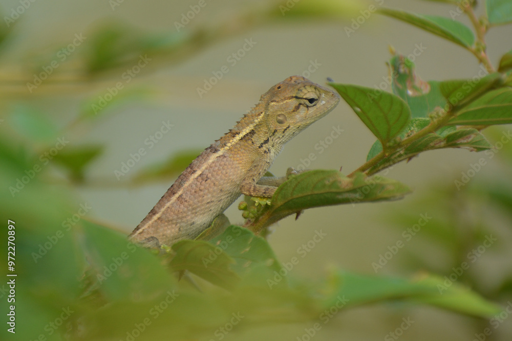 Garden Lizard waiting for prey on a branch Garden Lizard waiting for prey on a branch