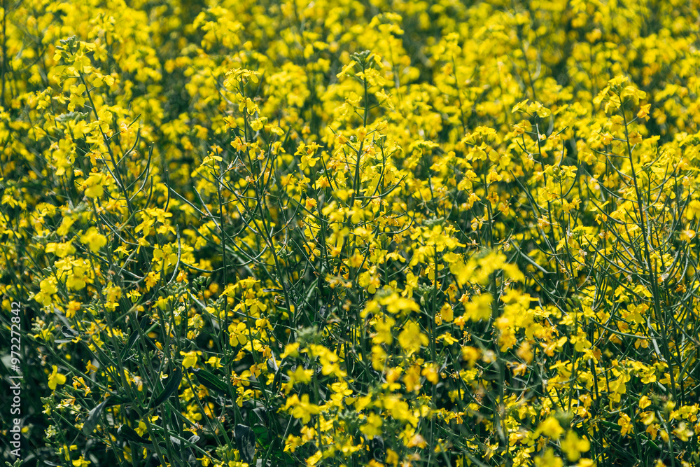 rapeseed field in spring, rapeseed flowers rapeseed field in spring, rapeseed flowers