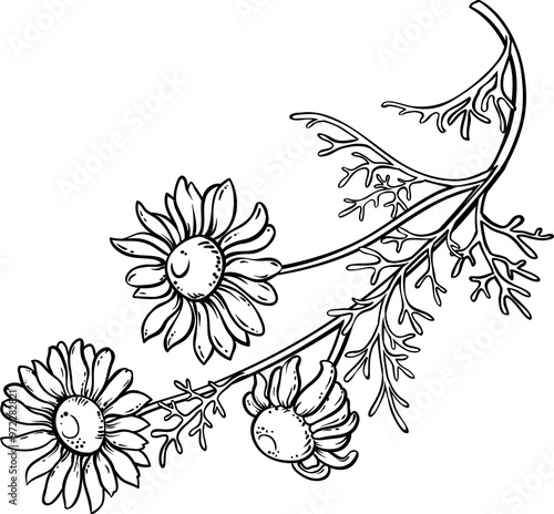 Chamomile Plant with Flowers Outline Illustration. Essential oil ingredient for cosmetics, spa, aromatherapy, health care, alternative medicine. photo