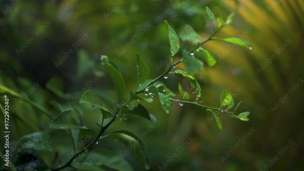 close up of green leaves with raindrops in the morning close up of green leaves with raindrops in the morning