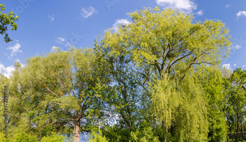 Top part of old willows against sky in sunny weather