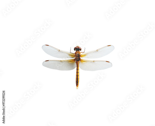 Photograph of a dragonfly isolated on a white background