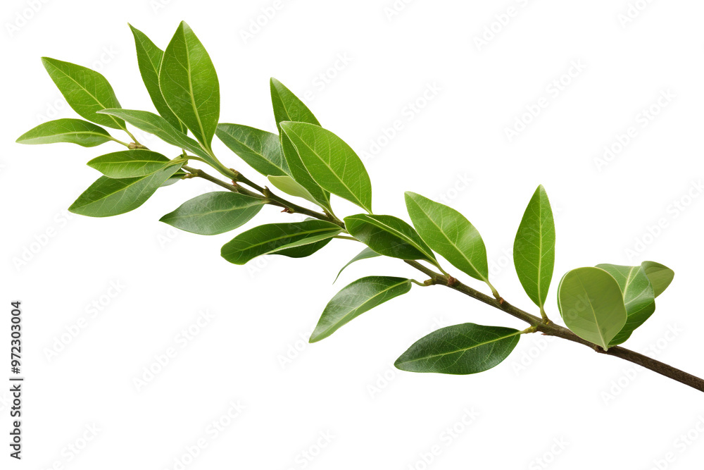 A laurel plant green leaves isolated on pure white and transparent background A laurel plant green leaves isolated on pure white and transparent background