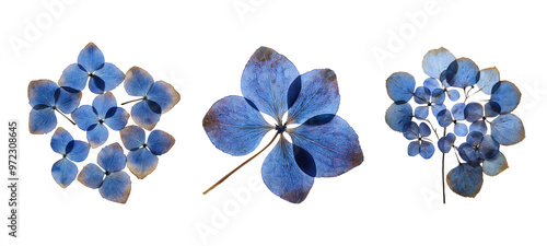 Isolated blue hydrangea flower #972308645