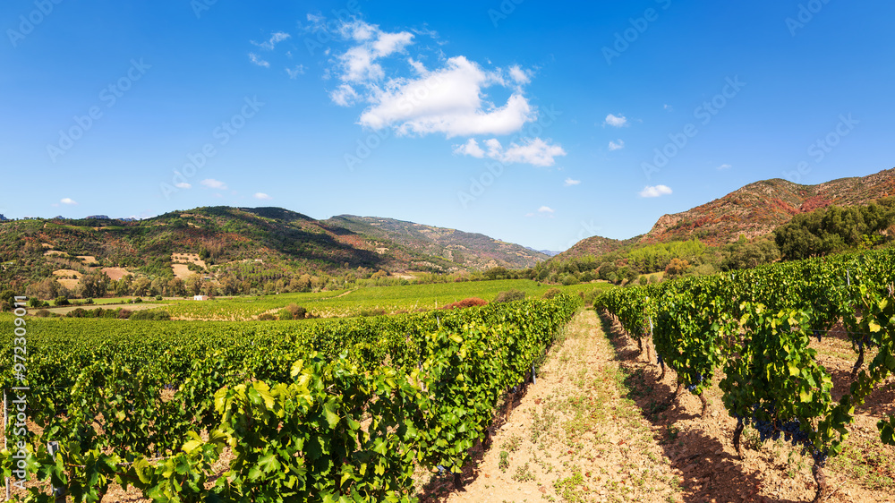 Rows of a beautiful vineyard in a plain between the mountains, under a spectacular blue sky with clouds. Traditional agriculture. Rows of a beautiful vineyard in a plain between the mountains, under a spectacular blue sky with clouds. Traditional agriculture.