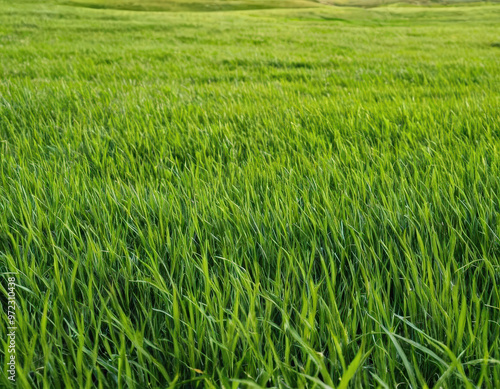 green rice field