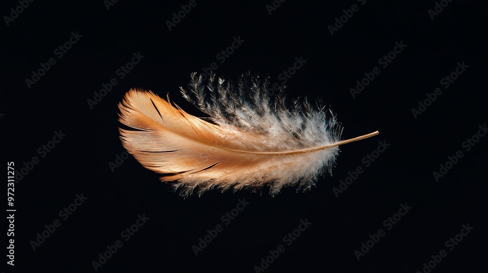 Obraz premium Single, delicate feather floating against a black background.