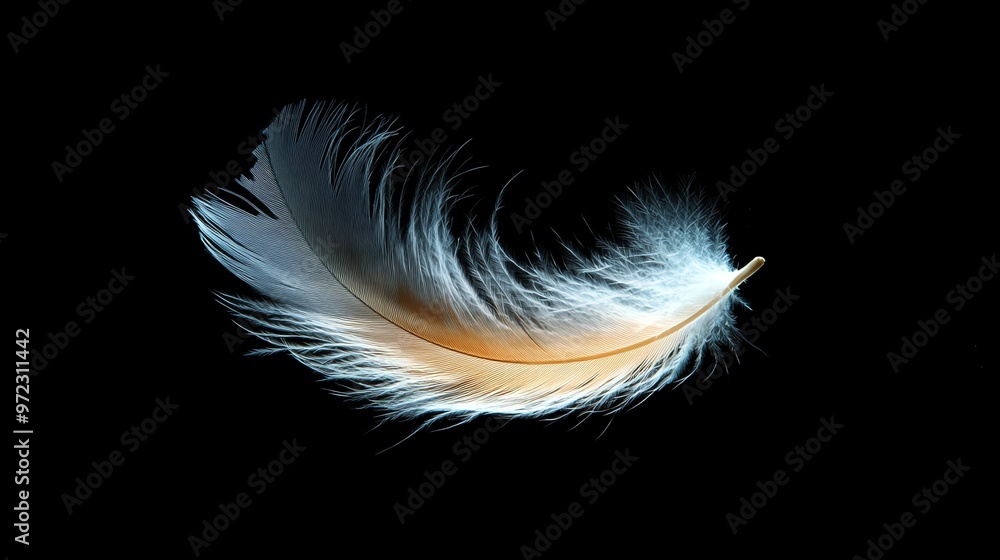 Obraz premium Single white feather isolated on black background.